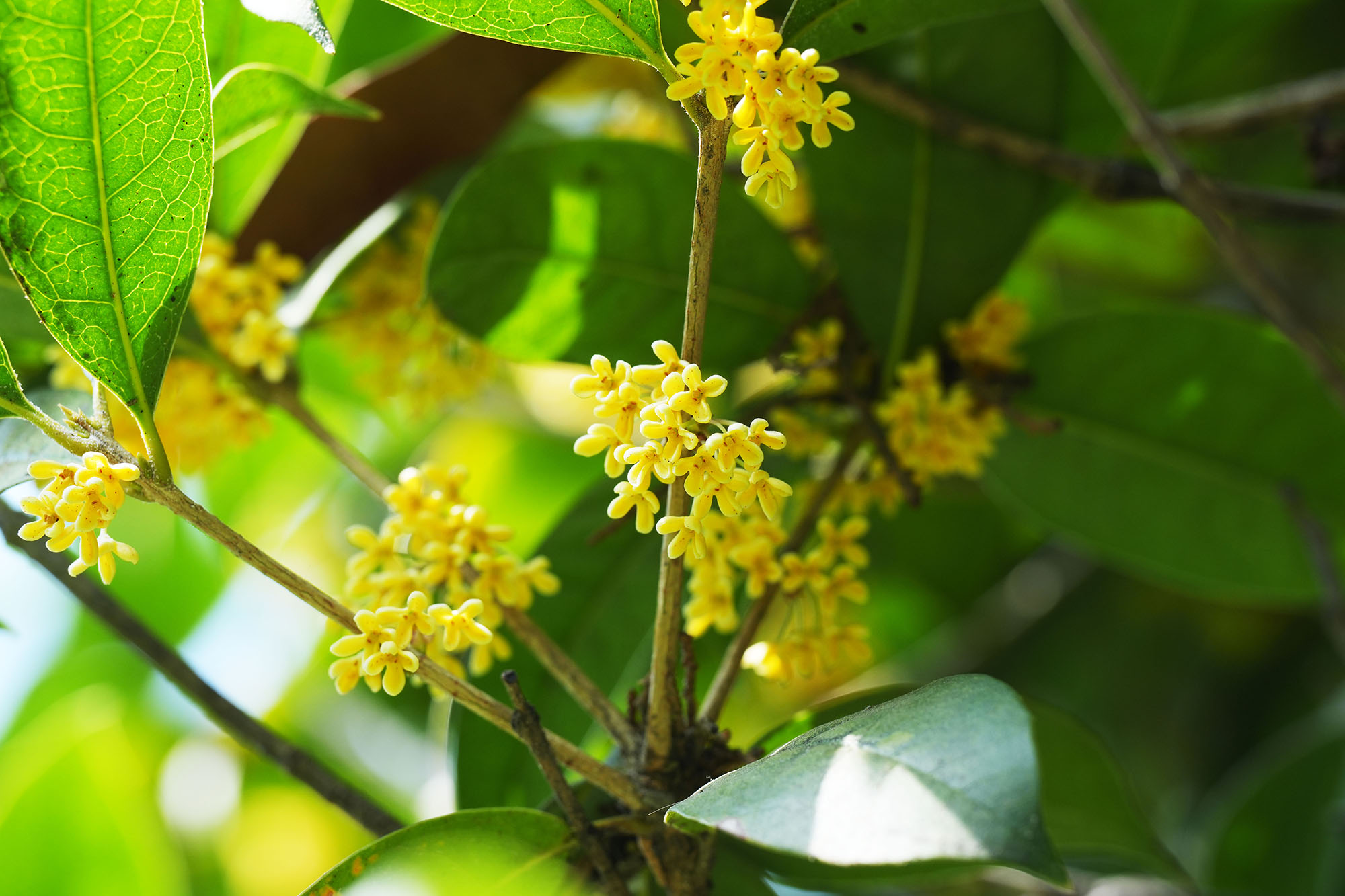 J9集团·(中国)首页